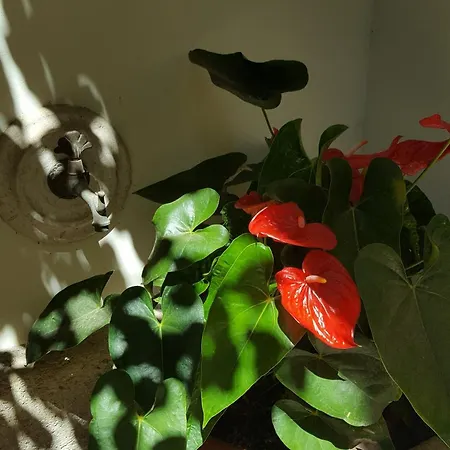 Federico Ii Brindisi