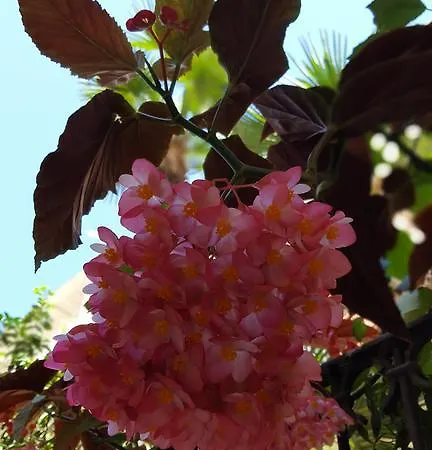 Federico Ii Bed & Breakfast Brindisi