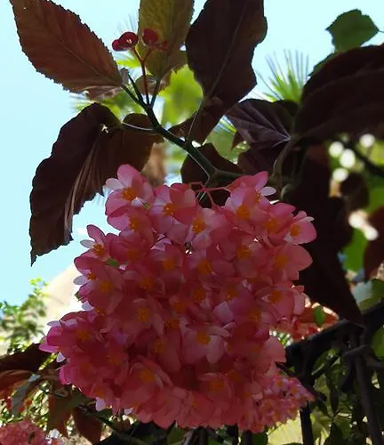 Federico Ii Frühstückspension Brindisi